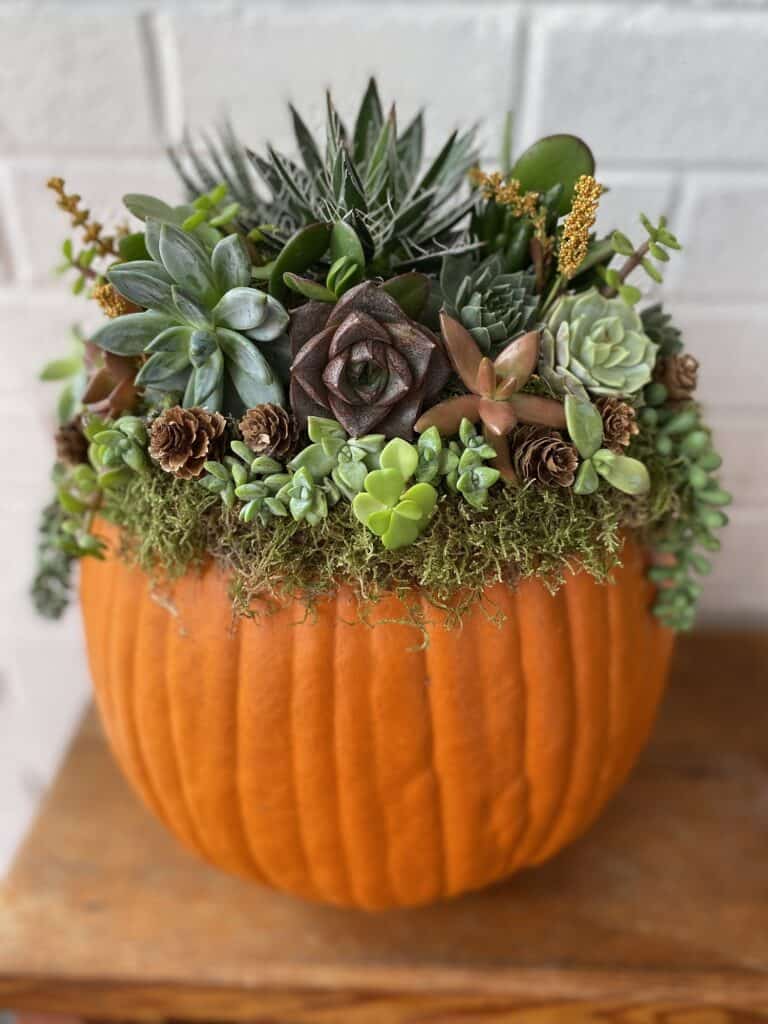 succulent pumpkin planter arrangement