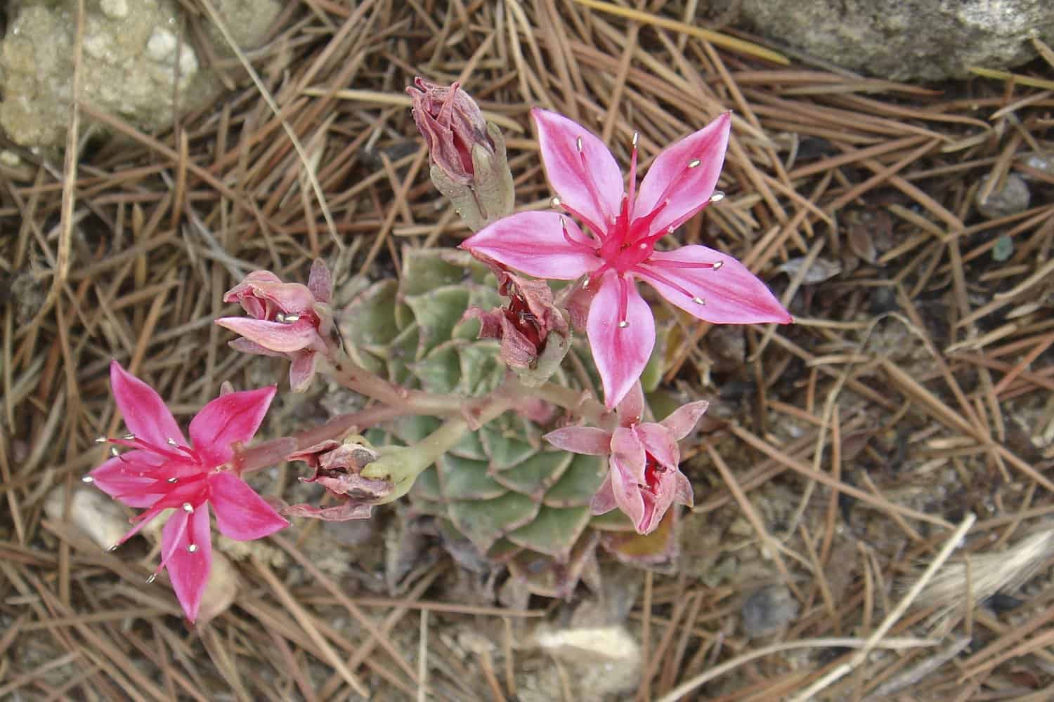 Dried Natural Star Flowers Bundle, Pink