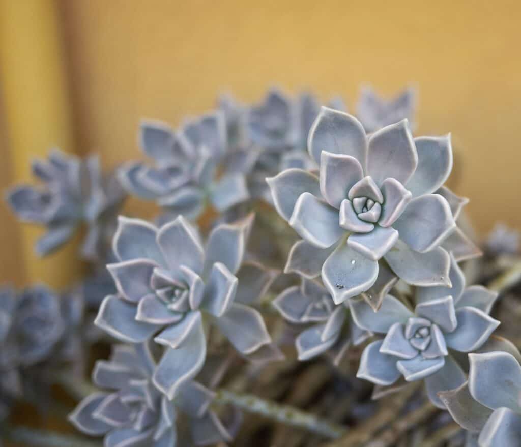 Graptopetalum paraguayense gray foliage