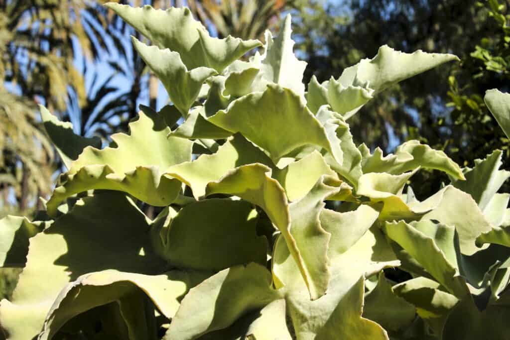 kalanchoe beharensis 'felt bush'