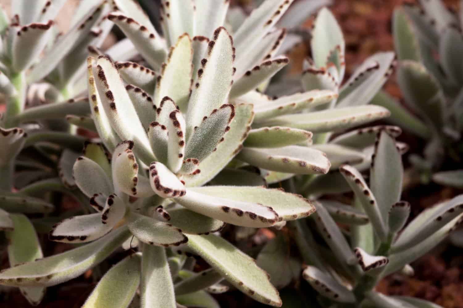 kalanchoe tomentosa ‘panda plant’