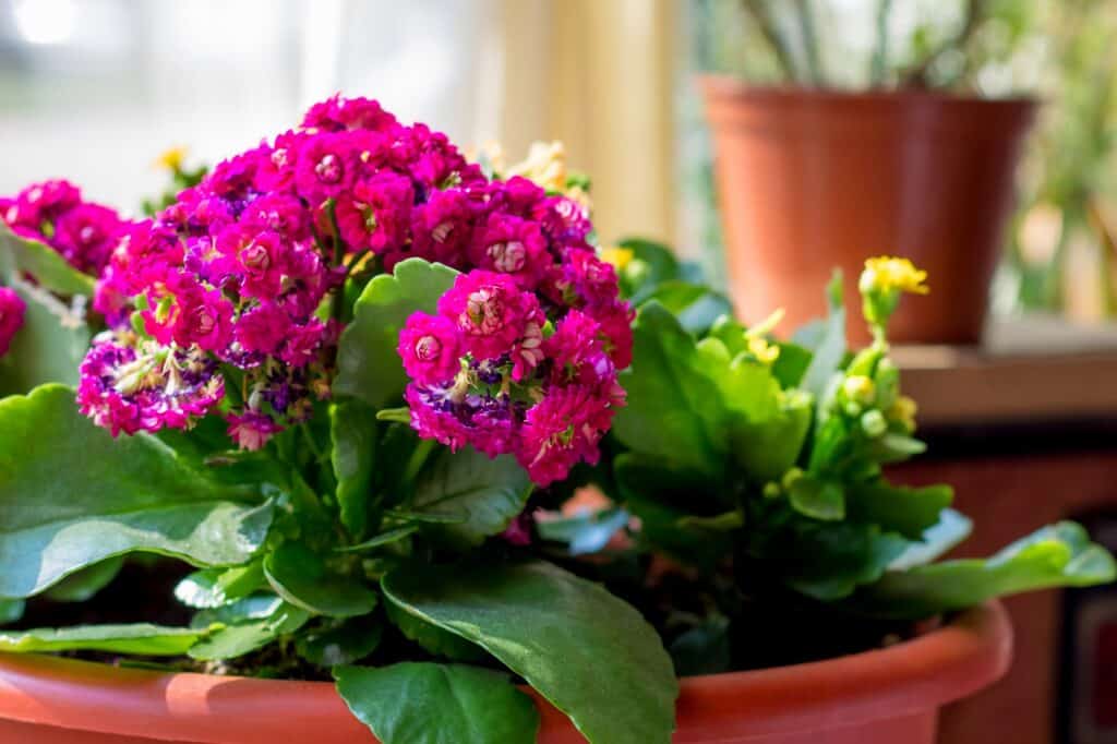 kalanchoe with pink flowers