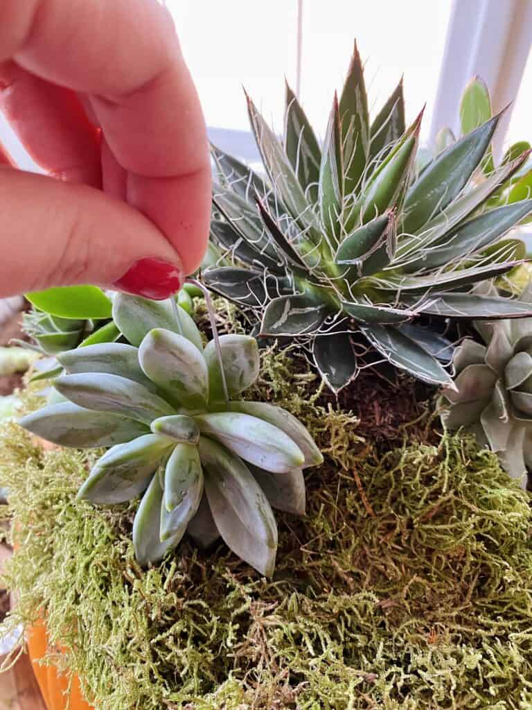 attaching succulents to pumpkin planter with greening pins