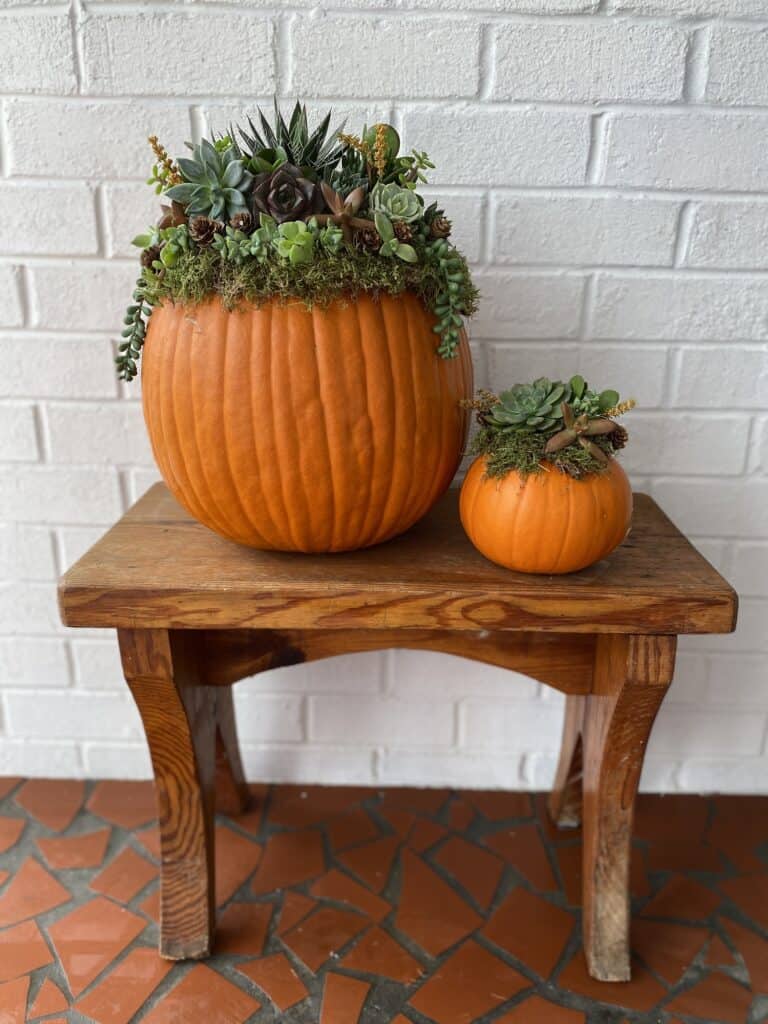 two completed succulent pumpkin arrangements
