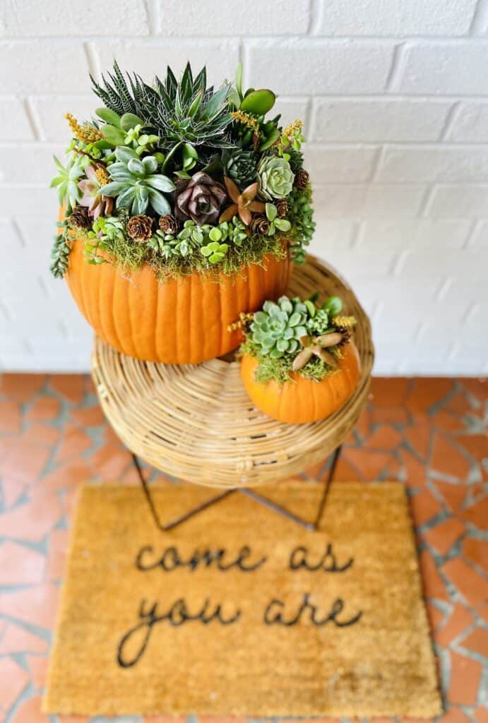 two gorgeous succulent pumpkin planters