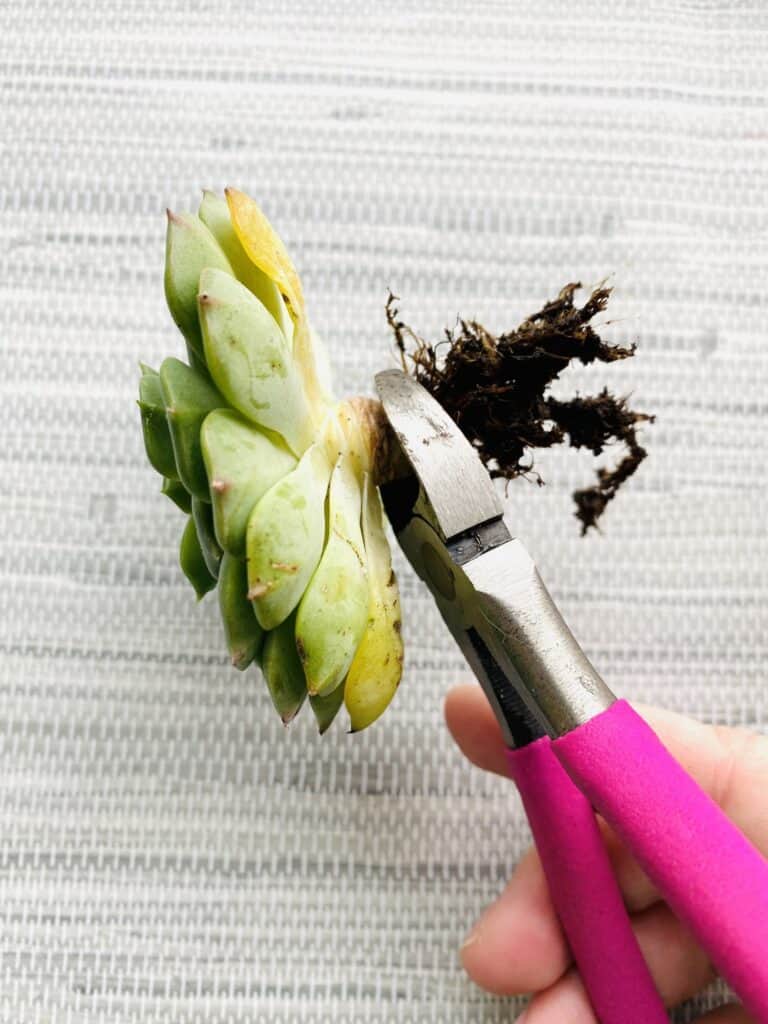 clipping roots off a succulent