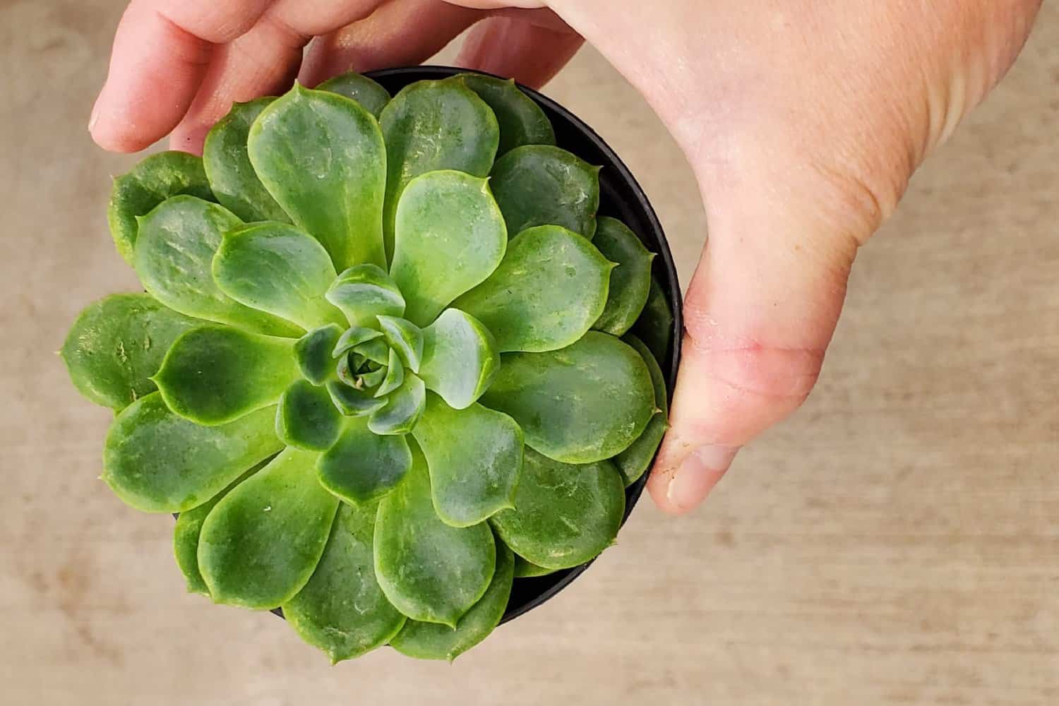 Echeveria ‘Lime ‘n Chile’  – Information & Complete Care Guide