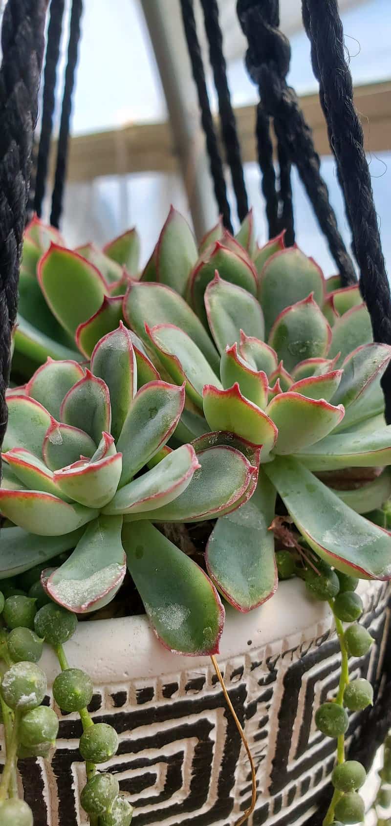 echeveria pulidonis in a hanging pot