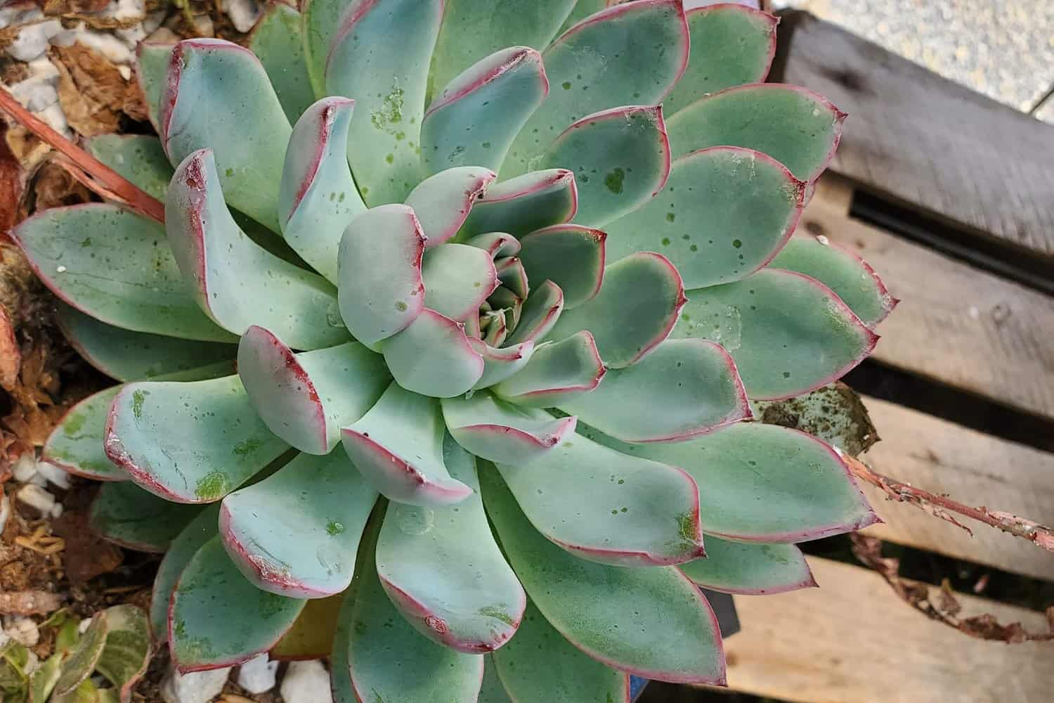 Echeveria ‘Pulidonis’ – Information & Complete Care Guide