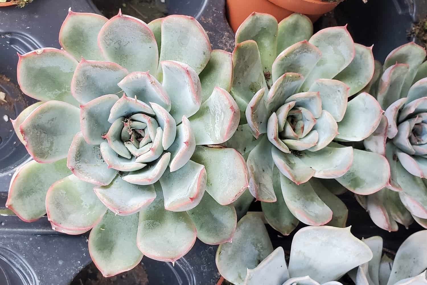 Echeveria Subsessilis ‘Morning Beauty’ – Info & Care Guide