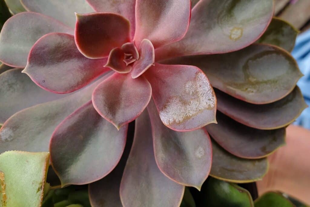 Echeveria 'perl von nurnberg' with white mold