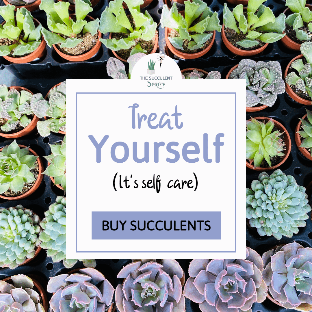 Buy succulents