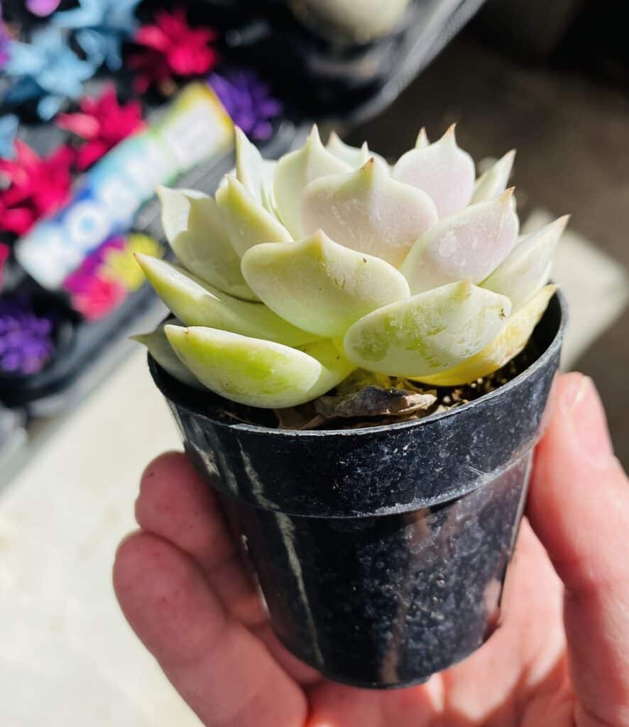 echeveria 'lola' side view