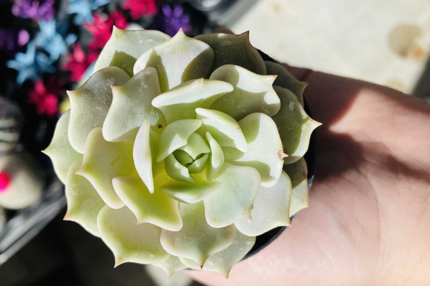 echeveria 'lola'