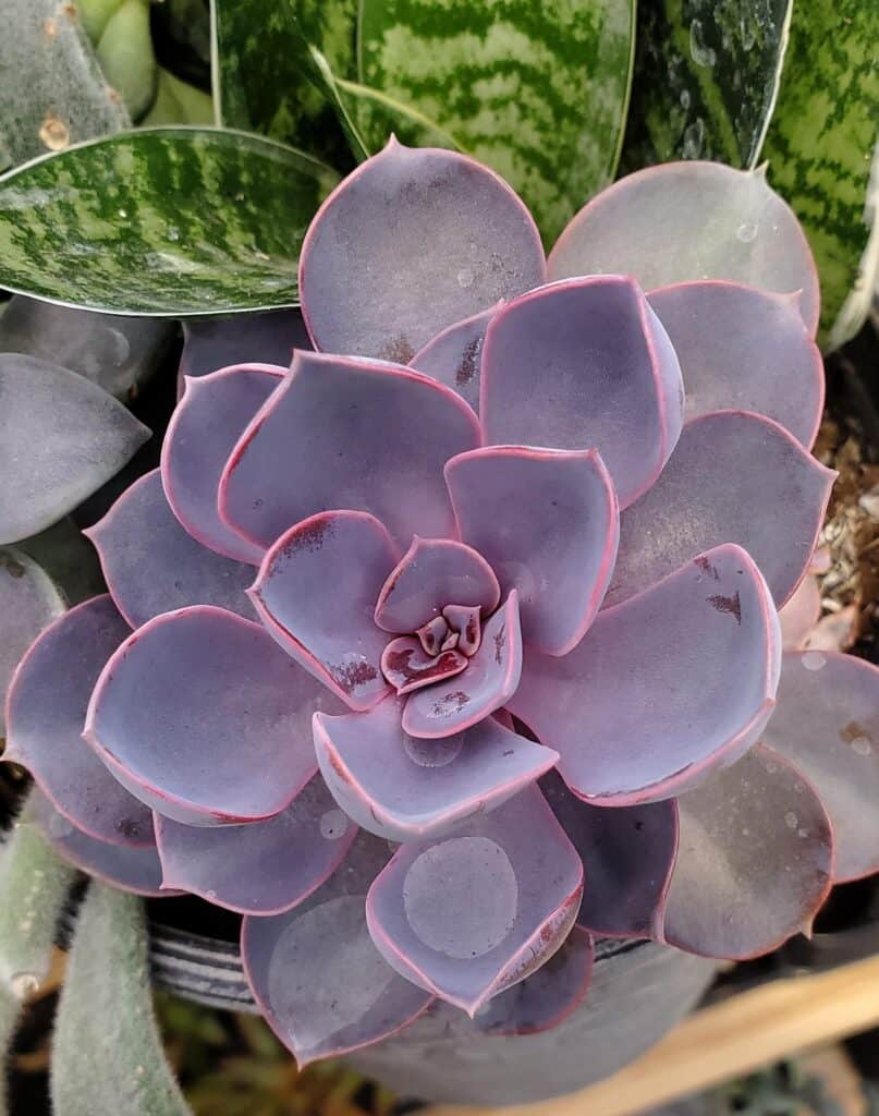 echeveria 'perle von nurnberg' with red tips