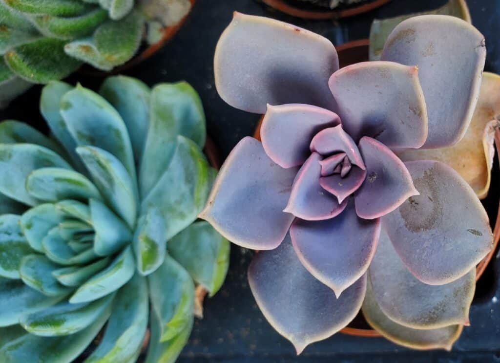 perle of nurnberg next to a green succulent