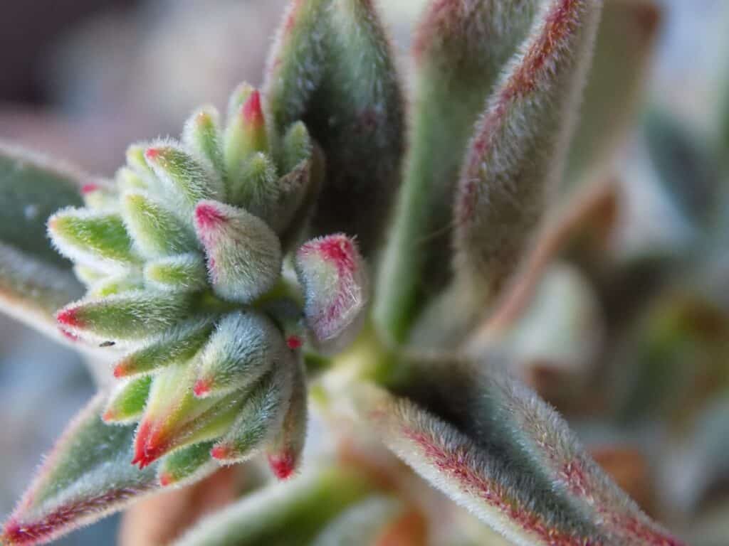 Echeveria 'Pulv-Oliver' closed bloom