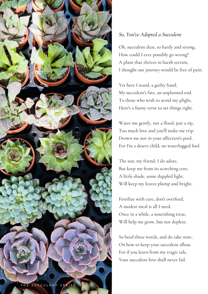 So, You've Adopted a Succulent poem graphic