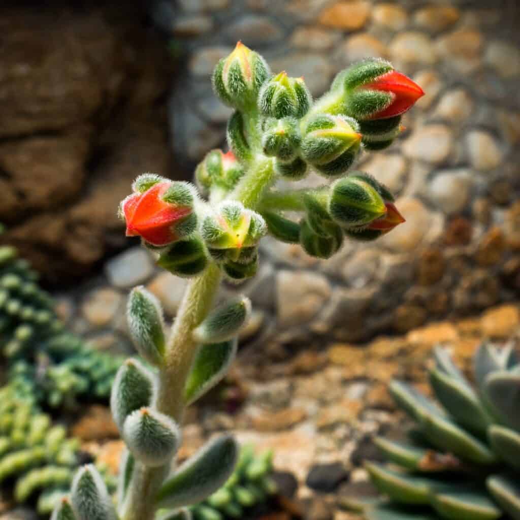 echeveria 'Doris Talor' in bloom - orange flowers on a stalk