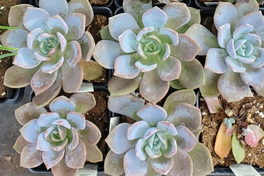 Echeveria 'Lilac Wonder' – Information & Complete Care Guide