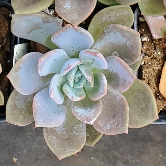 a single echeveria 'lilac wonder'