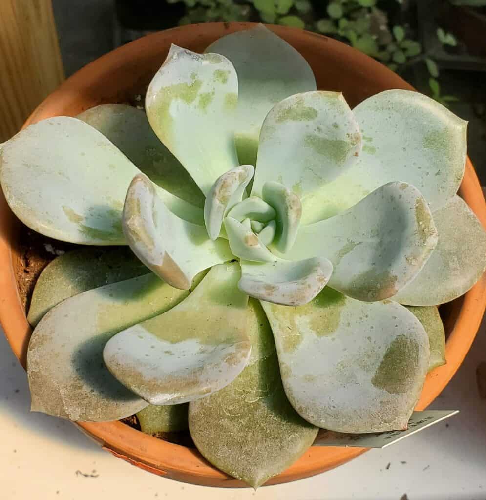 echeveria 'lilac wonder'